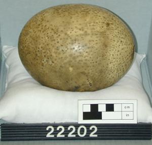 22202