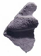 B16676.5