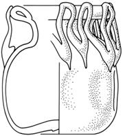 MS224