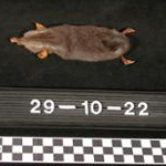 13726