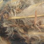 36676