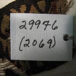 38338
