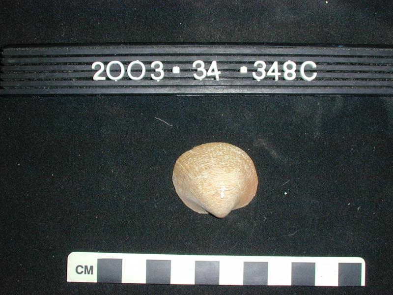 52914