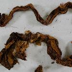 81514