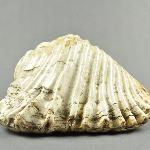 126361