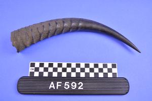 AF592
