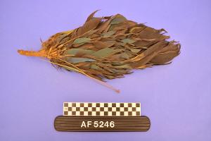 AF5246