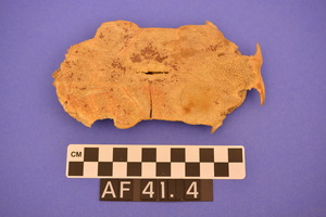 AF41.4