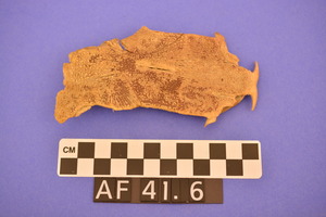 AF41.6