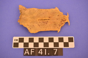 AF41.7