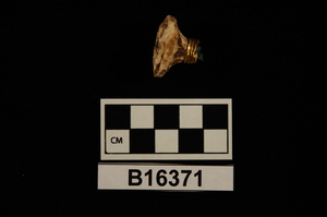 B16371