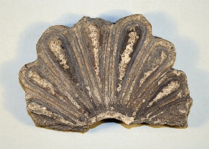 MS2227