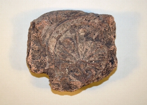 MS2191
