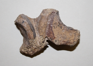 MS2178