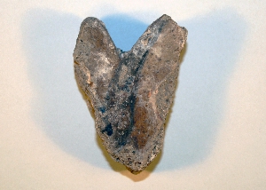 MS2129A