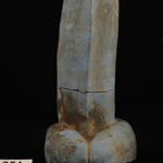216447