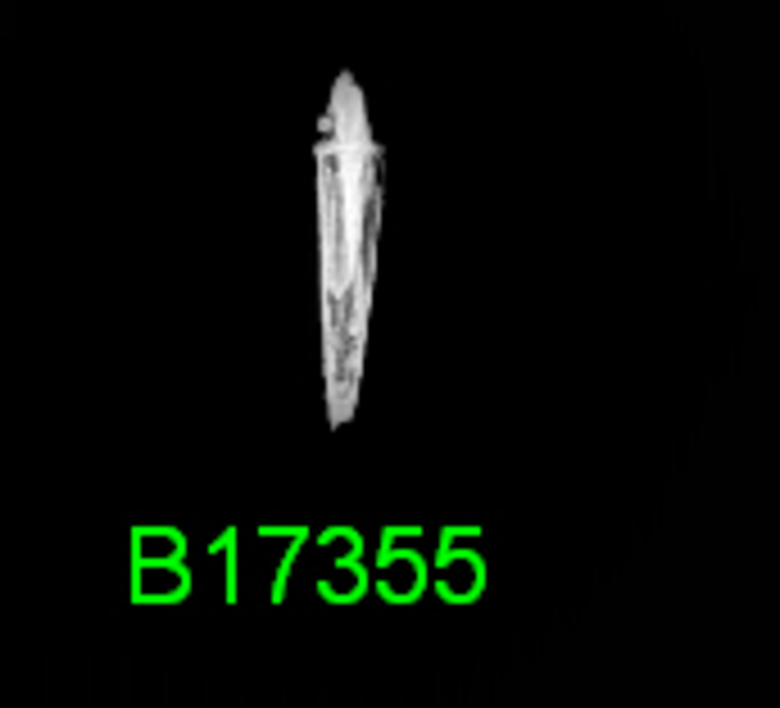232896