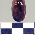 245423