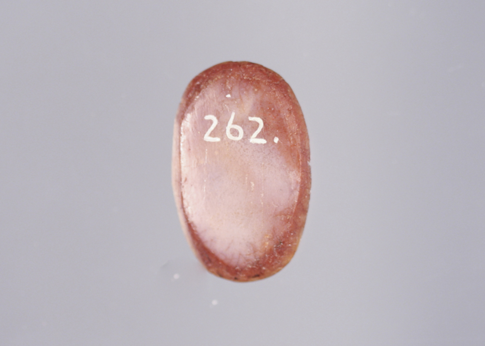 245556
