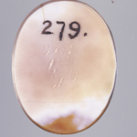 245594