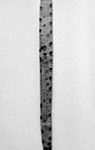 265460