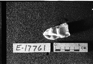 E17761