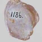 294945