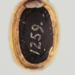 295058