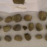 299119