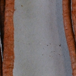 459081