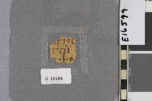 E16599