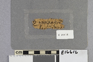 E16616