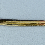 525806