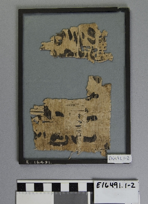 E16491