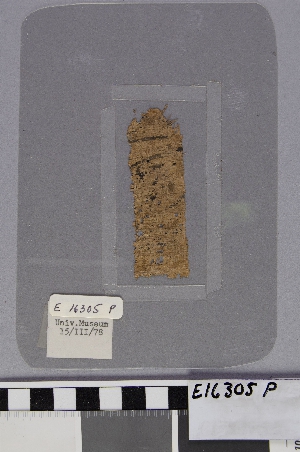 E16305P