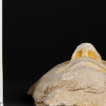 546625