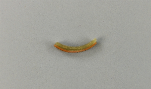 2003-82-215B