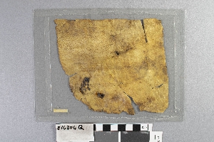 E16306