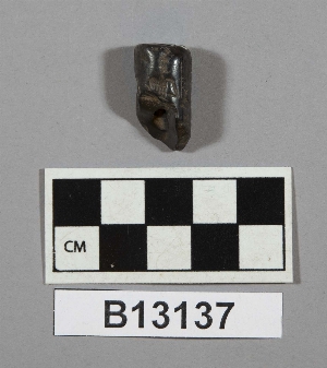 B13137