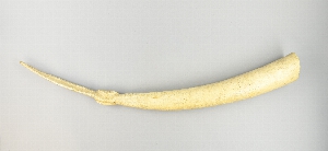 AF229