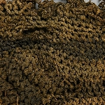 576005