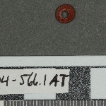 596494