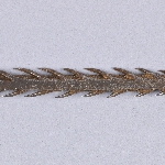 615091