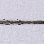 621355