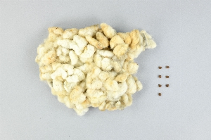 P549