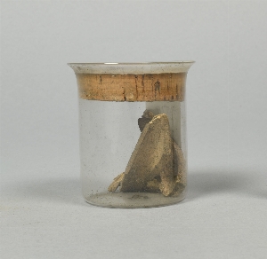 A519O