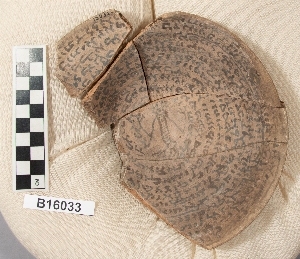 B16033