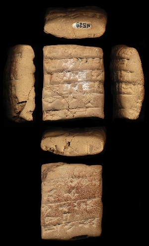 N527