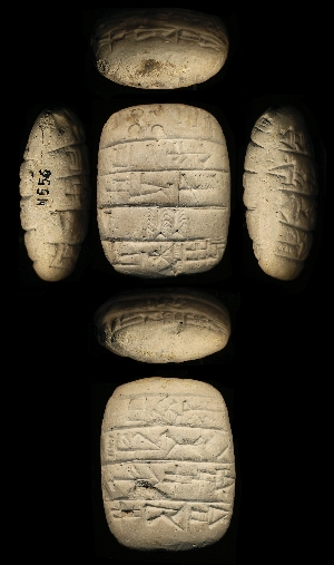 N556