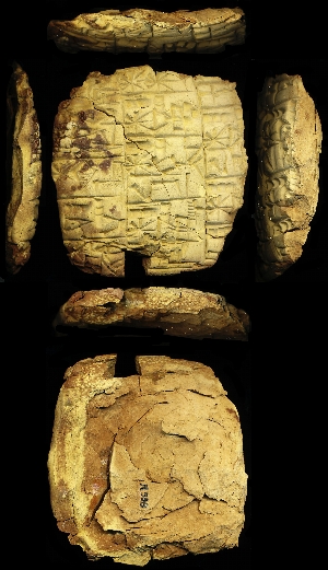 N558
